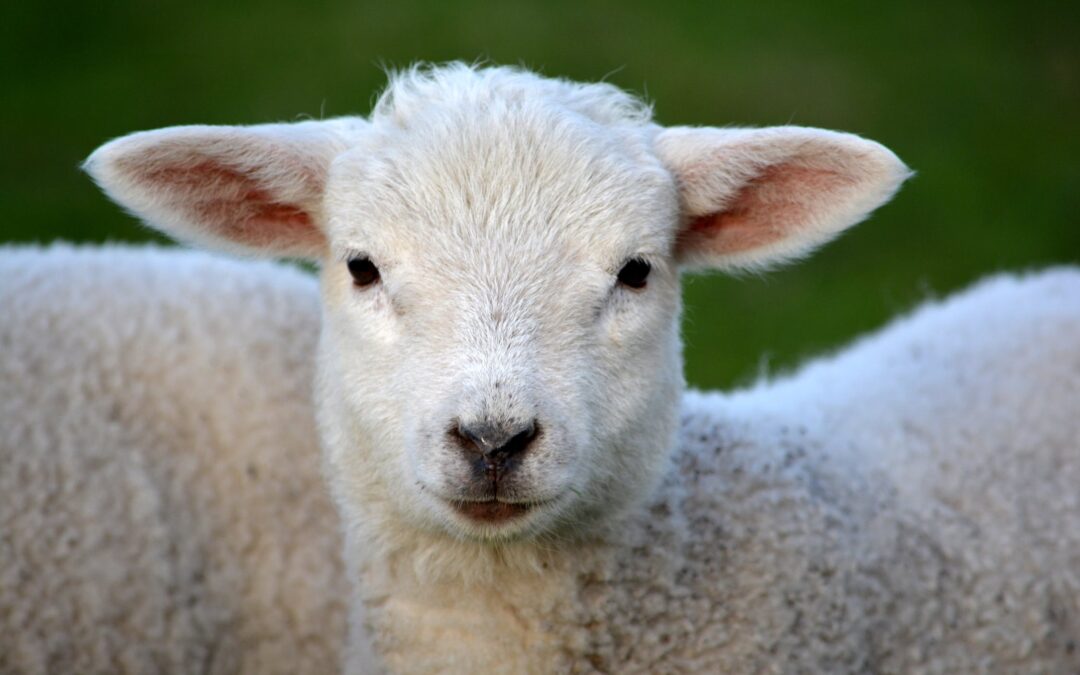 Wat is een Belgisch melkschaap
