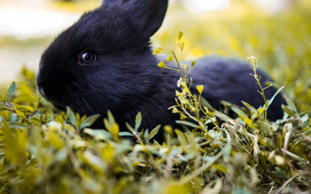Wat is een polish rabbit